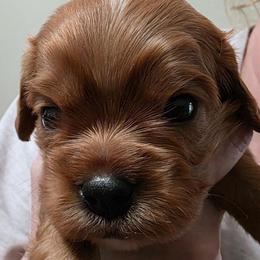 Blue boy - Ruby male Cavalier King Charles Spaniel puppy in Melbourne, Florida from Majestic Cavaliers of Melbourne FL