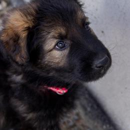 German Shepherd Puppies from Journey's German Shepherds (Kennel Vom Himmel)