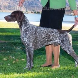 German Shorthaired Pointer and Pointer All Grown Up from Paladen