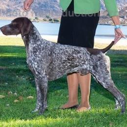 German Shorthaired Pointer and Pointer All Grown Up from Paladen