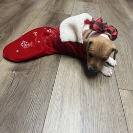 Rusty - Tri-color male Jack Russell Terrier puppy in Fairbury, Illinois from Kilgus Jack Russell Terriers