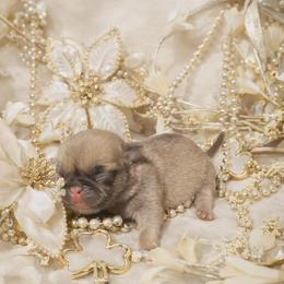 Fawn Girl - Fawn female Pug puppy in Tulsa, Oklahoma from Locust Creek Pugs