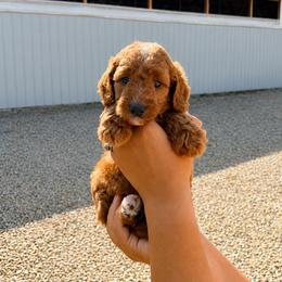 Lady - Apricot female Goldendoodle puppy in Hudson, Michigan from Haaspawz