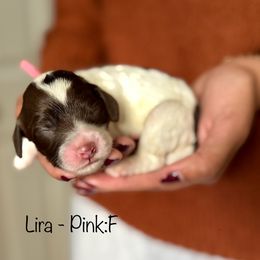 Lira - Chocolate female Australian Labradoodle puppy in Morgan Hill, California from Loving Labradoodle