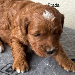 Prada - Red  female Goldendoodle puppy in Colorado Springs, Colorado from Pikes Peak Doodles