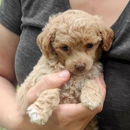 Abigail - Red  female Poodle puppy in Montrose, Pennsylvania from Tales Of Joy
