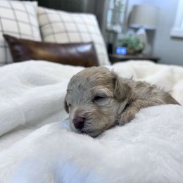 Maltipoo Puppies from Jessica's Maltipoos