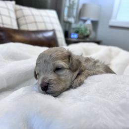 Maltipoo Puppies from Jessica's Maltipoos