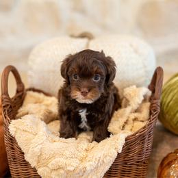 Big Fudge - Chocolate male Havapoo puppy in South Jordan, Utah from Sage Puppies