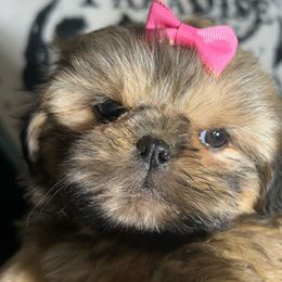 Girl 1 - Brindle female Shih Tzu puppy in Marion County, Tennessee from Jenkins Puppy Paradise