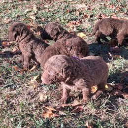 Girl - Brown female Chesapeake Bay Retriever puppy in Michigan from Blackwood Chesapeakes