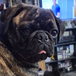 Abby - Pug