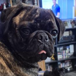 Abby - Pug