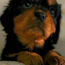 Cavalier King Charles Spaniels from Buckletucky Farm