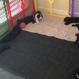 Goldendoodle Puppies from Crystal Coast Cuddles