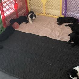 Goldendoodle Puppies from Crystal Coast Cuddles
