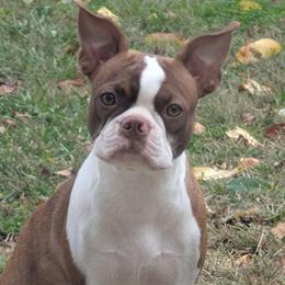 Rivean - Boston Terrier