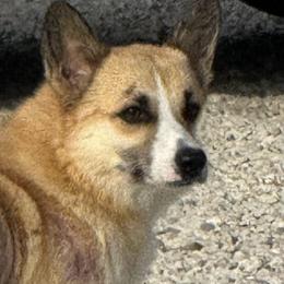 Honey - Pembroke Welsh Corgi