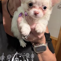 Benson - Cream and white male Chihuahua puppy in New Bedford, Massachusetts from Roark Pack Chihuahua's & Pomsky's