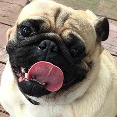 Pugs from Belleviewpugs.com