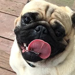 Pugs from Belleviewpugs.com