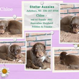 Chloe - Red tri-color female Australian Shepherd puppy in Asheboro, North Carolina from Stellar Aussies
