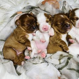 Cavalier King Charles Spaniel Puppies from Echo Valley Cavaliers