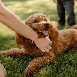 Goldendoodles from Hello Goldendoodle