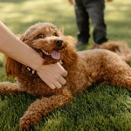 Goldendoodles from Hello Goldendoodle