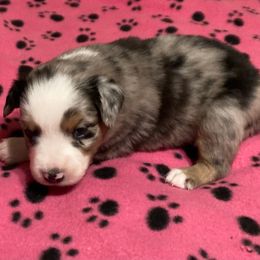 Haven - Blue merle female Miniature American Shepherd puppy in Westwego, Louisiana from Connie's American Eskimo Dogs and Mini Australian Shepherd Dogs