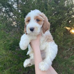 Chestnut - Parti male Goldendoodle puppy in Stanford, Kentucky from Holloway Goldendoodles