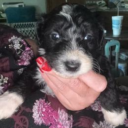 Arizona - Black and white female Aussiedoodle puppy in Four Oaks, North Carolina from RoseWest Farms