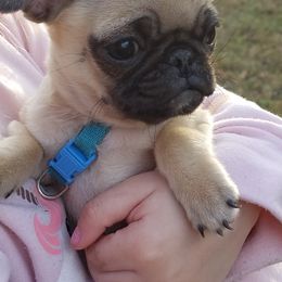 Pug Puppies from My princess pugs