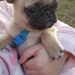 Pug Puppies from My princess pugs