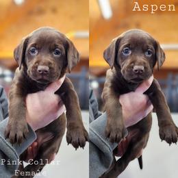 Aspen- Pink Collar - Chocolate female Labrador Retriever puppy in Boyd, Minnesota from Lindley Labradors