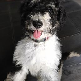 Goldendoodle and Bearded Retriever Puppies from Emma Lee Doodles