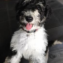 Goldendoodle and Bearded Retriever Puppies from Emma Lee Doodles