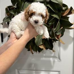 Rainey - Parti female Goldendoodle puppy in Mesa, Arizona from Twinkle MiniDoodles