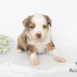 Colt - Red merle male Miniature Australian Shepherd puppy in Wooster, Ohio from Kari's Mini Aussies
