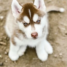 Siberian Husky Puppies from Antler Creek Siberians