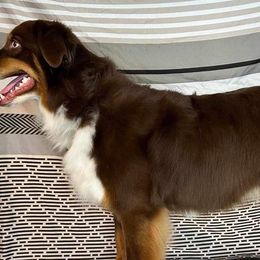Australian Shepherds from Highland Aussies