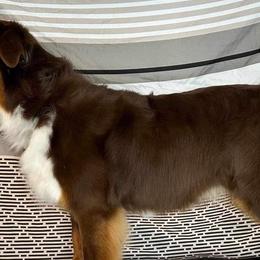 Australian Shepherds from Highland Aussies