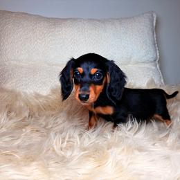 Kolt - Black and tan male Dachshund puppy in Washburn, Tennessee from Clinch Mountain Dachshunds