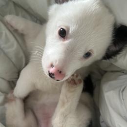 Skye - Blue merle and white female American Corgi puppy in Los Angeles, California from Cal Beach Corgis