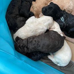 Goldendoodle Puppies from Fluff Puff Doodles