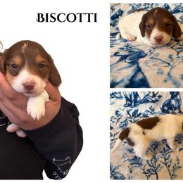 Biscotti - Chocolate and cream male Dachshund puppy in Saint Paul, Minnesota from Vibrant Eyes Doxies