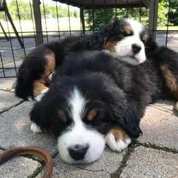 Bernese Mountain Dog Puppies from Locust Hill Berners