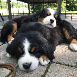 Bernese Mountain Dog Puppies from Locust Hill Berners