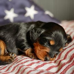 Black Boy - Black and tan male Dachshund puppy in North Port, Florida from Jessica Louise Dachshunds