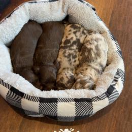 Dachshund Puppies from Bo Didley's Doxies